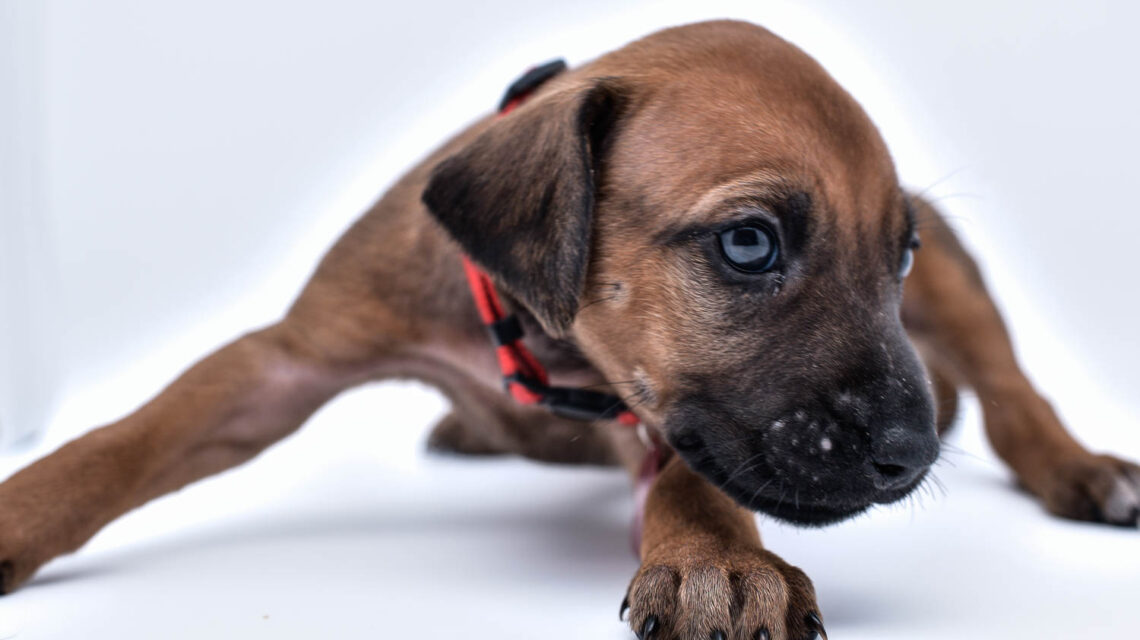 rhodesian ridgeback puppy for sale in texas 43