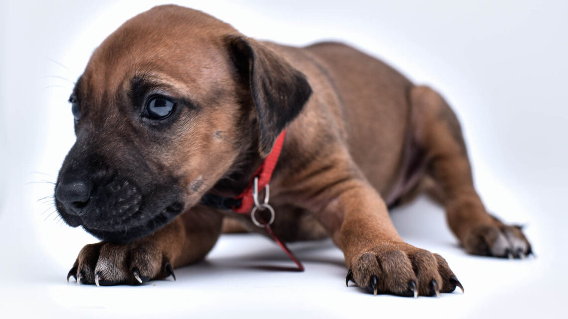 rhodesian ridgeback puppy for sale in texas 44