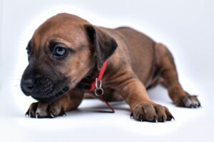 rhodesian ridgeback puppy for sale in texas 44