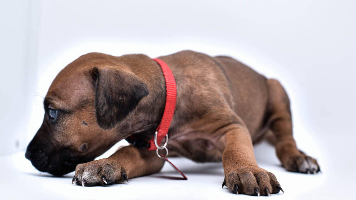 rhodesian ridgeback puppy for sale in texas 45