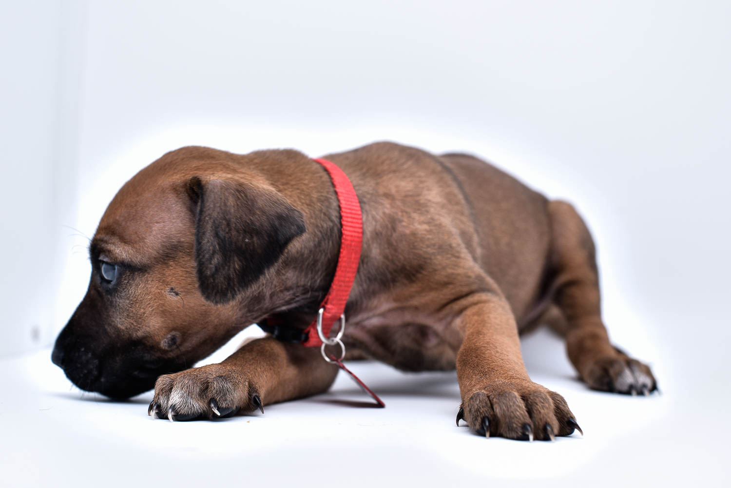 rhodesian ridgeback puppy for sale in texas 45