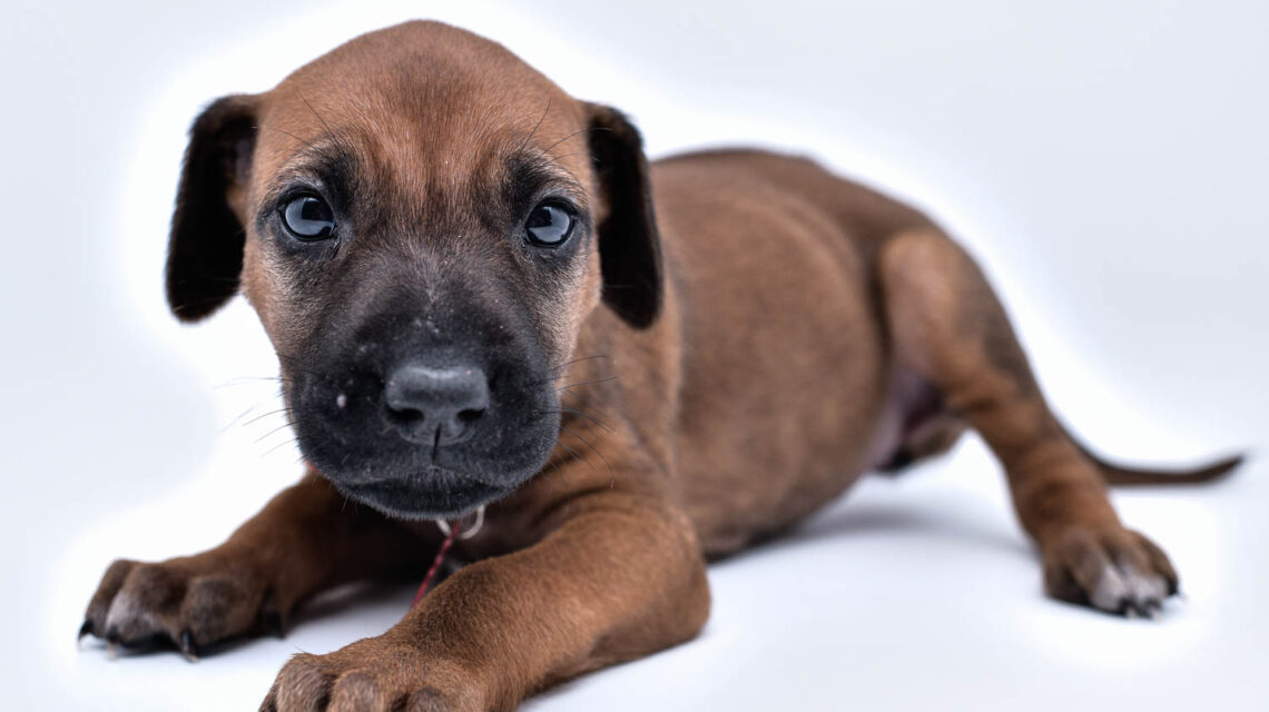 rhodesian ridgeback puppy for sale in texas 46