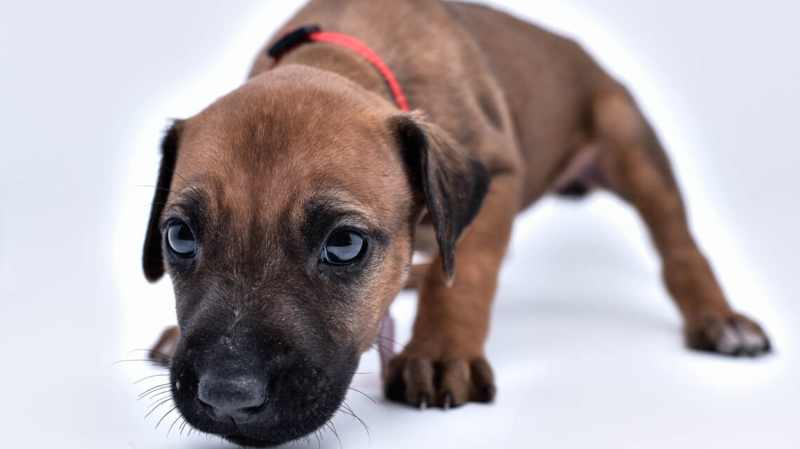rhodesian ridgeback puppy for sale in texas 47