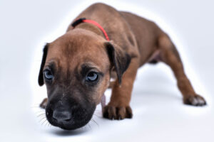 rhodesian ridgeback puppy for sale in texas 47