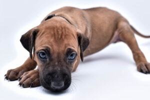 rhodesian ridgeback puppy for sale texas 50