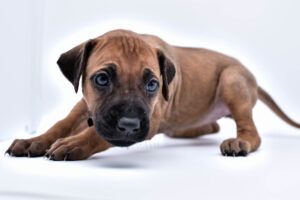 rhodesian ridgeback puppy for sale texas 51