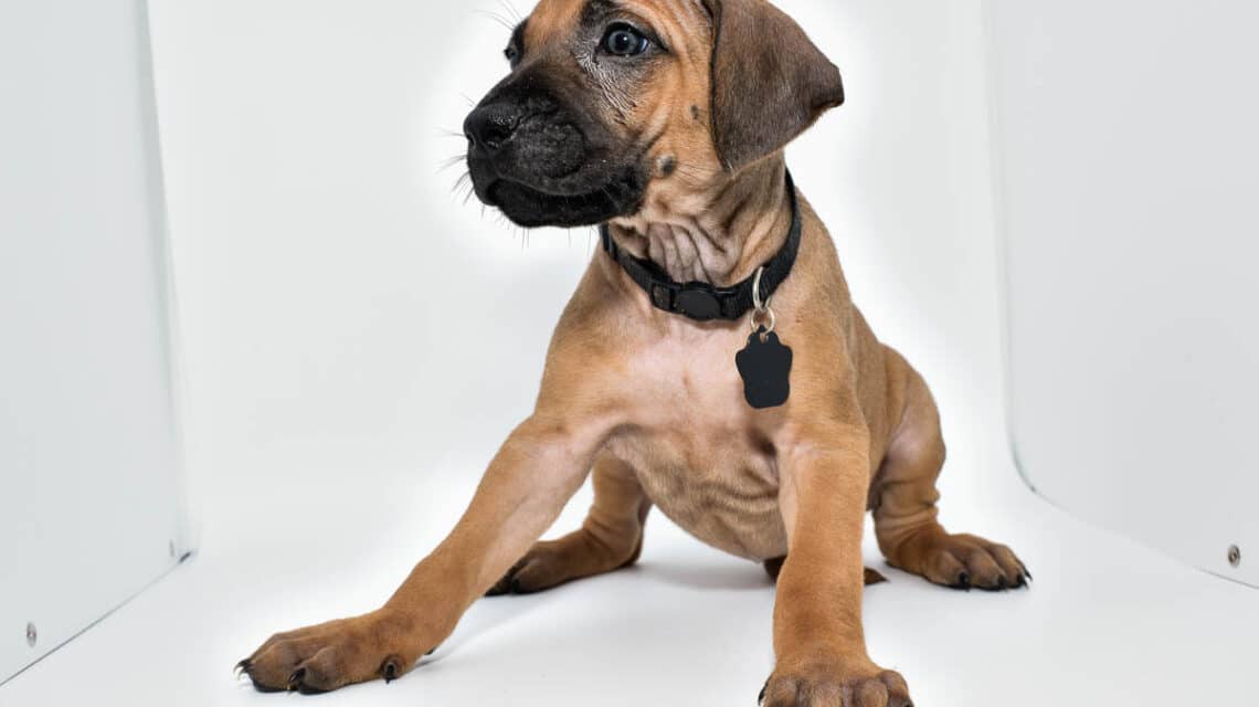 rhodesian-ridgeback-puppies-for-sale-23-1