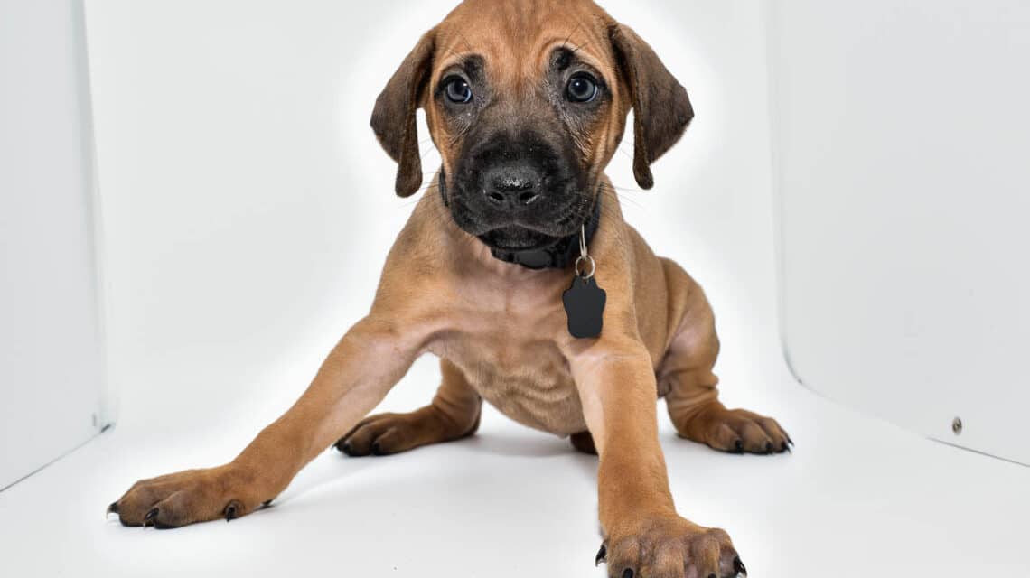 rhodesian-ridgeback-puppies-for-sale-23-4