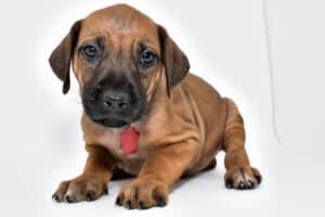 rhodesian-ridgeback-puppies-for-sale--hill-country-texas-22-1