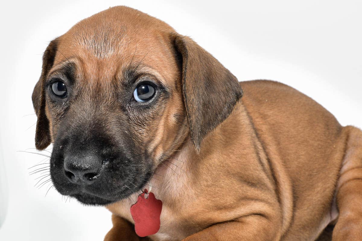 rhodesian-ridgeback-puppies-for-sale--hill-country-texas-22-2