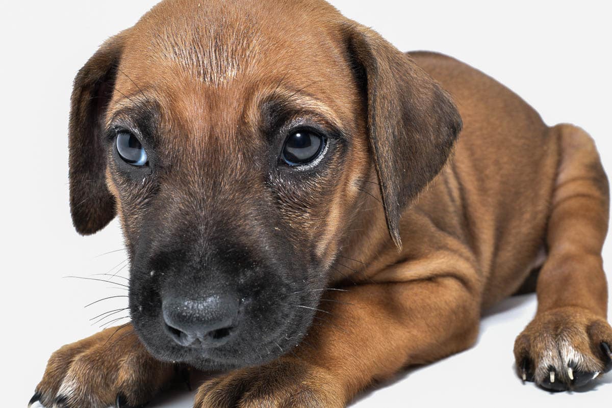 rhodesian-ridgeback-puppies-for-sale--hill-country-texas-22-3