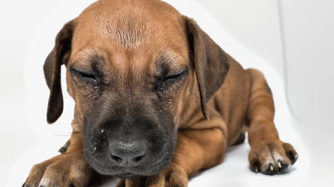 rhodesian-ridgeback-puppies-for-sale--hill-country-texas-22-4