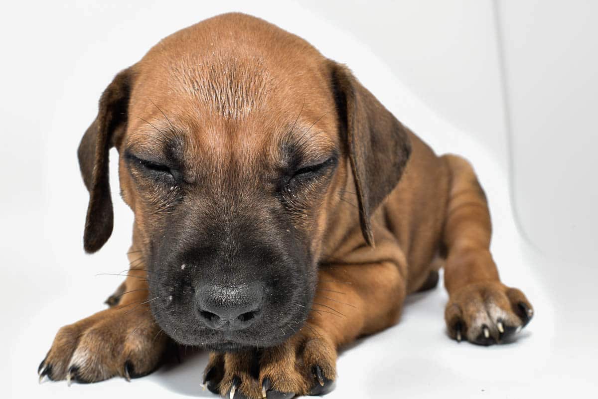 rhodesian-ridgeback-puppies-for-sale--hill-country-texas-22-4
