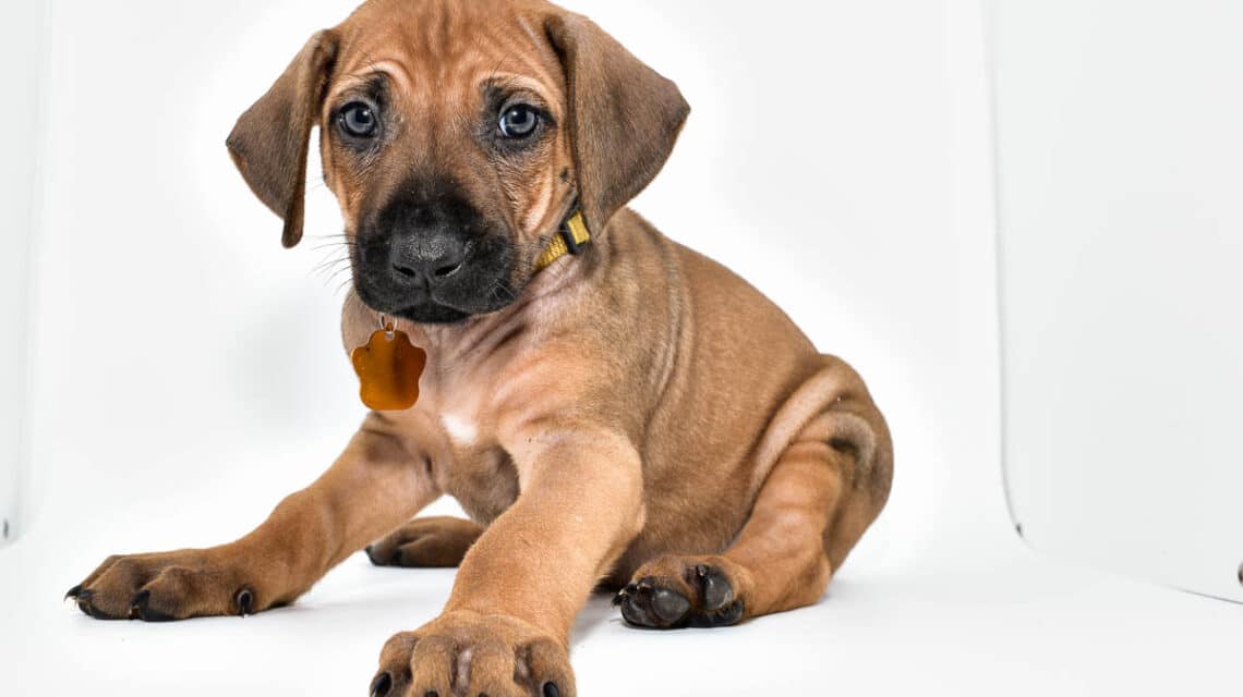 rhodesian-ridgeback-puppies-for-sale--hill-country-texas-23-1