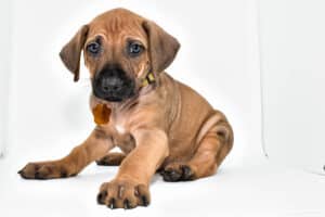 rhodesian-ridgeback-puppies-for-sale--hill-country-texas-23-1