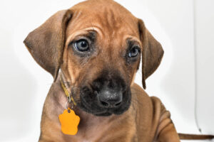 rhodesian-ridgeback-puppies-for-sale--hill-country-texas-23-4