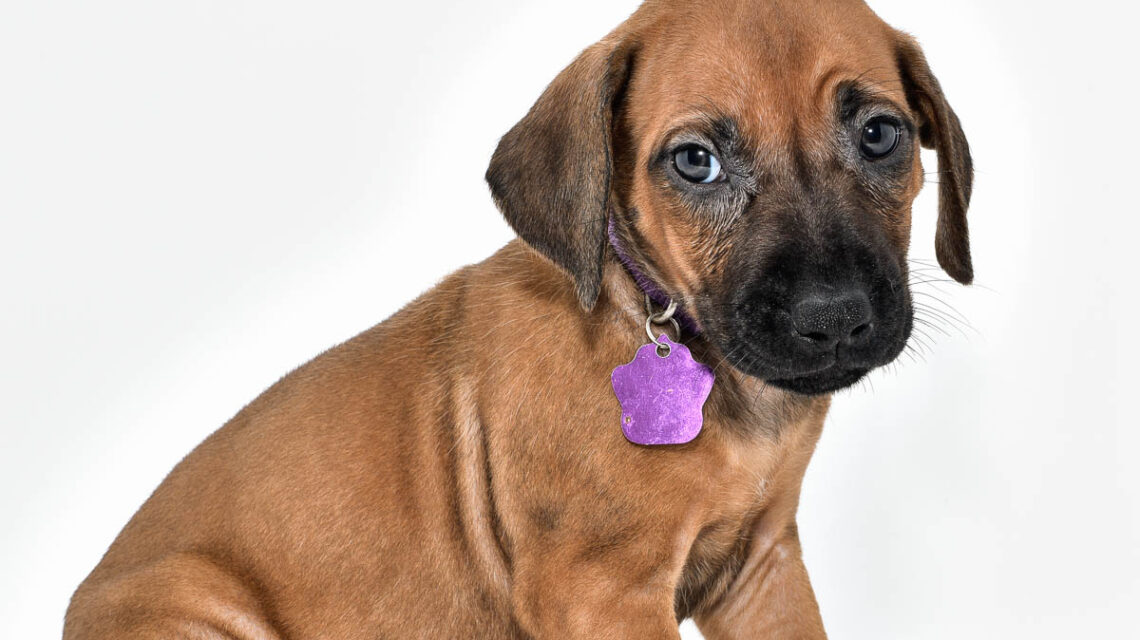 rhodesian-ridgeback-puppies-for-sale--hill-country-tx-23-1
