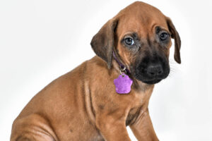 rhodesian-ridgeback-puppies-for-sale--hill-country-tx-23-1