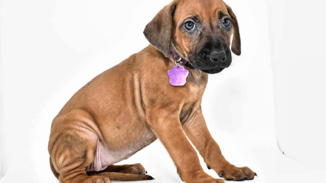 rhodesian-ridgeback-puppies-for-sale--hill-country-tx-23-2