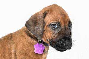 rhodesian-ridgeback-puppies-for-sale--hill-country-tx-23-3