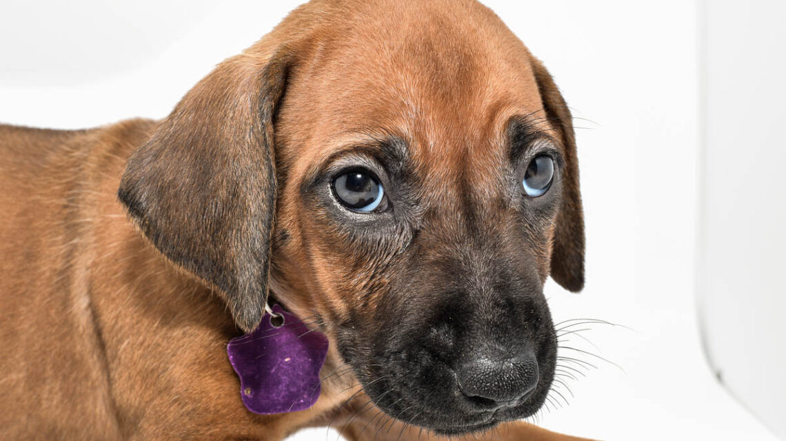 rhodesian-ridgeback-puppies-for-sale--hill-country-tx-23-4