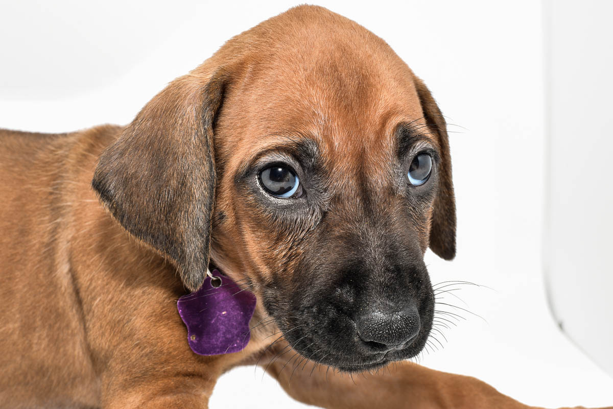 rhodesian-ridgeback-puppies-for-sale--hill-country-tx-23-4
