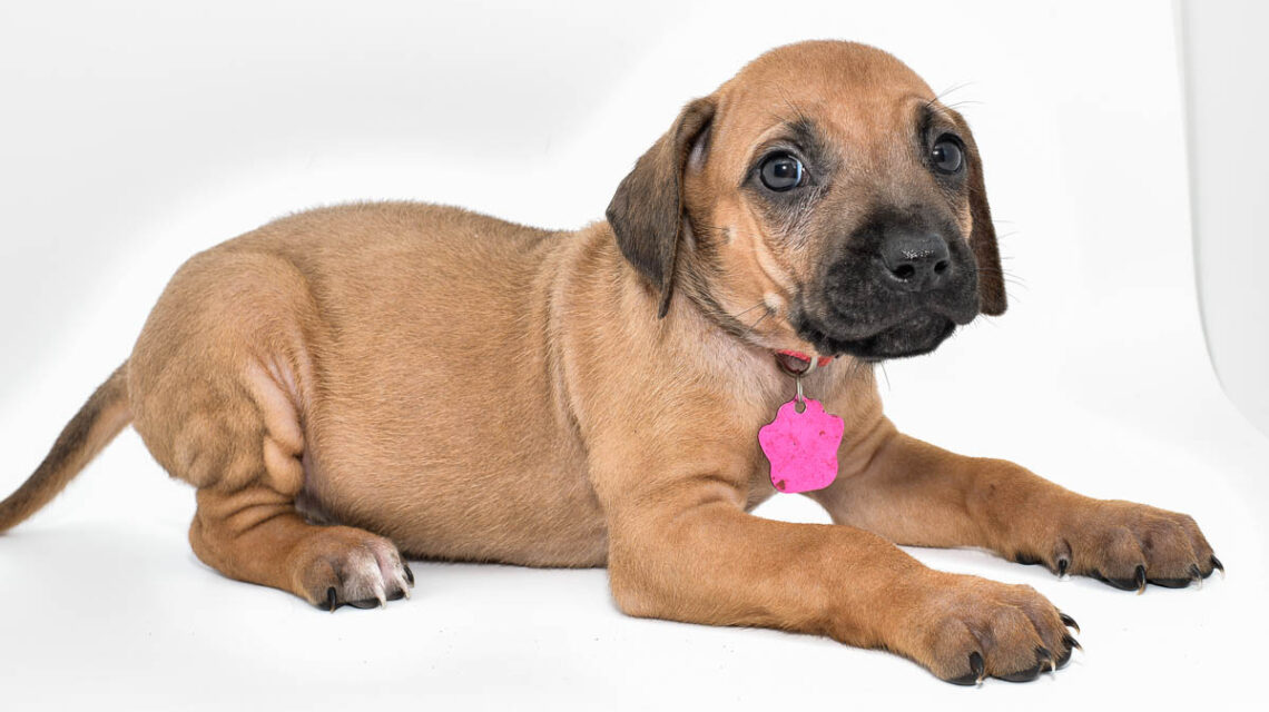rhodesian-ridgeback-puppies-for-sale-texas-22-1