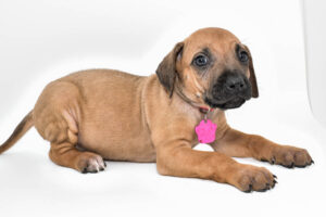 rhodesian-ridgeback-puppies-for-sale-texas-22-1