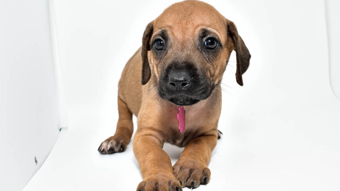 rhodesian-ridgeback-puppies-for-sale-texas-22-2