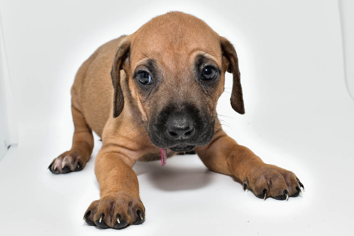 rhodesian-ridgeback-puppies-for-sale-texas-22-3