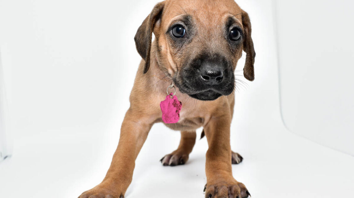 rhodesian-ridgeback-puppies-for-sale-texas-22-4