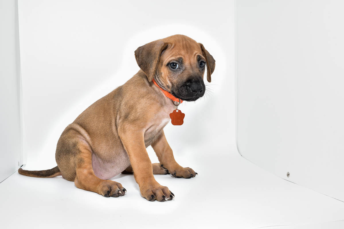 rhodesian-ridgeback-puppies-for-sale-texas-23-1
