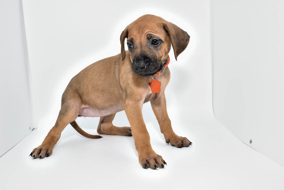 rhodesian-ridgeback-puppies-for-sale-texas-23-4