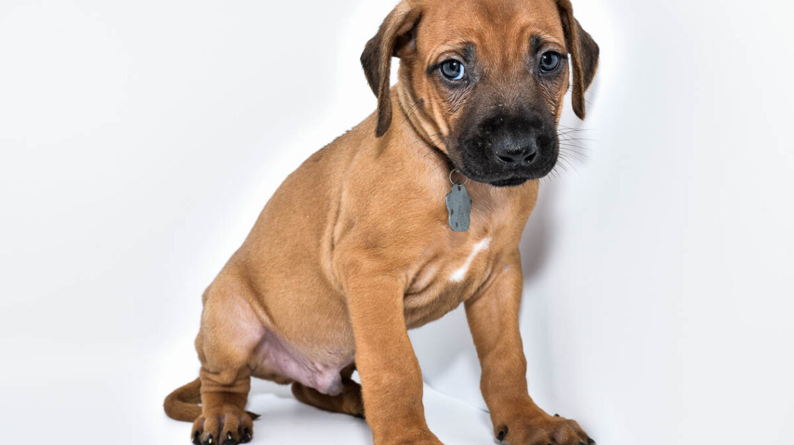 rhodesian-ridgeback-puppy-for-sale-22-3