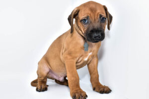 rhodesian-ridgeback-puppy-for-sale-22-3