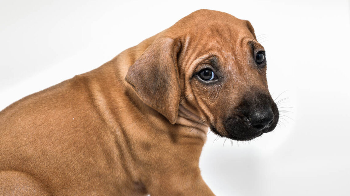 rhodesian-ridgeback-puppy-for-sale-tx-2022-2
