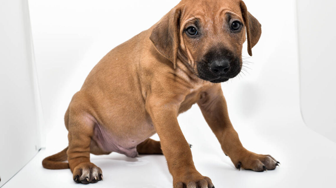 rhodesian-ridgeback-puppy-for-sale-tx-2022-3