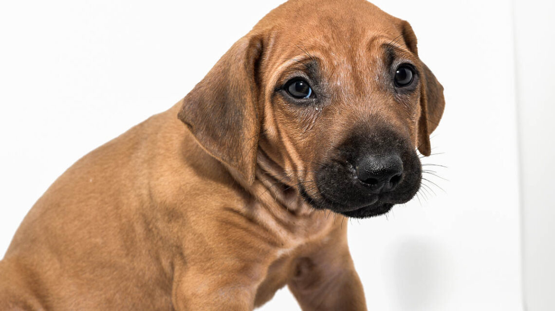 rhodesian-ridgeback-puppy-for-sale-tx-2022-4