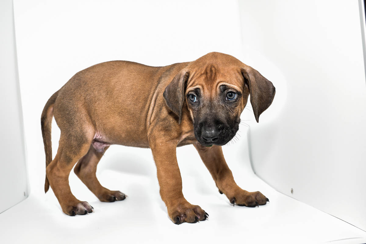 rhodesian-ridgeback-puppy-for-sale-tx-22-1