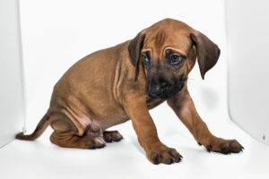 rhodesian-ridgeback-puppy-for-sale-tx-22-2