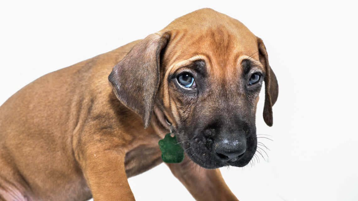 rhodesian-ridgeback-puppy-for-sale-tx-22-3