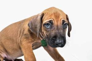 rhodesian-ridgeback-puppy-for-sale-tx-22-3