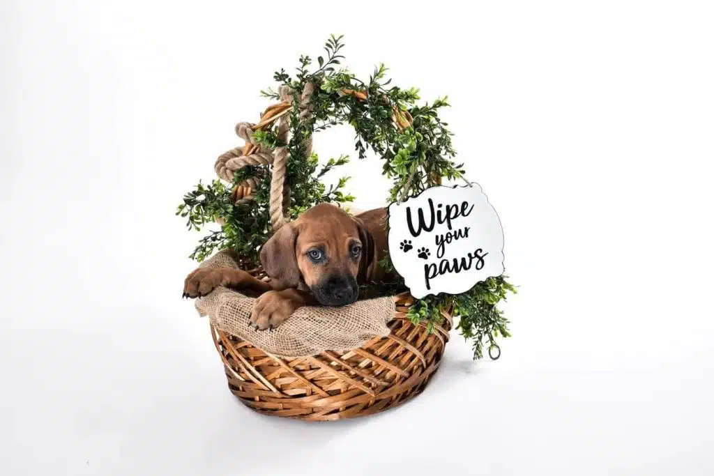 Rhodesian Ridgeback Puppies for Sale available now