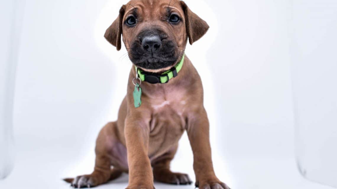 Rhodesian Ridgeback Puppy for sale litters born 2024