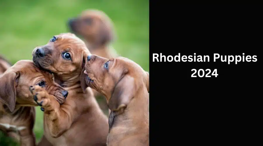 Rhodesian Puppies 2024 (1)