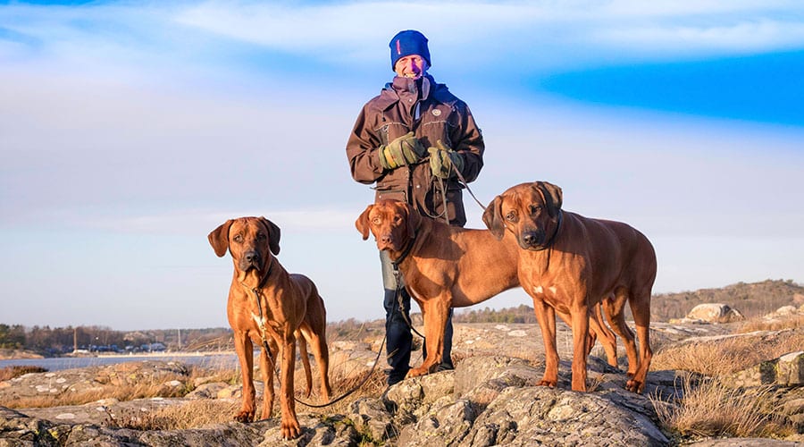 Rhodesian Ridgeback Litters - Upcoming and Available Puppies