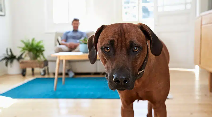Rhodesian Ridgeback Puppies for Adoption - Find Your Forever Friend