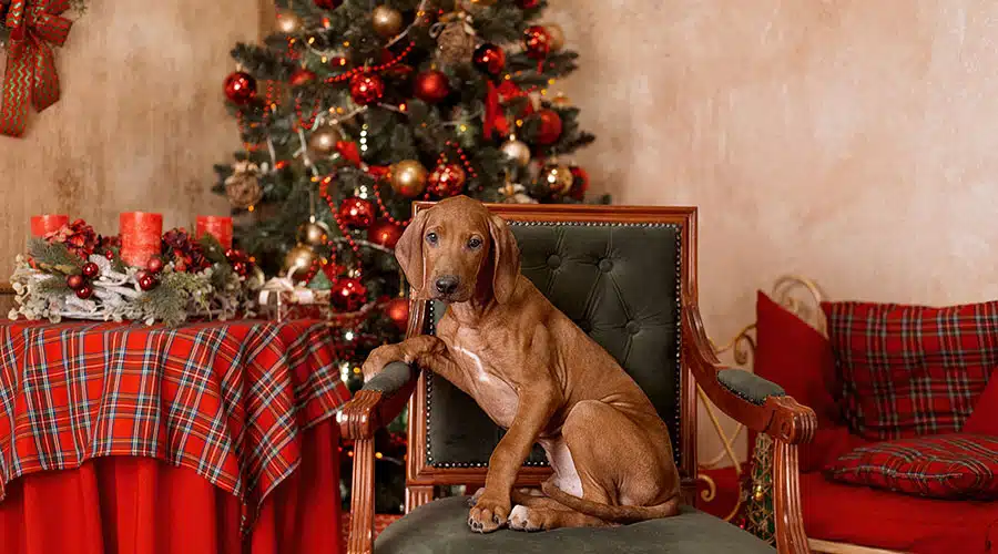 Rhodesian Ridgeback Puppy - Find Your Perfect Companion