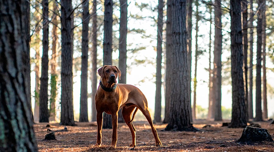 Rhodesian Ridgeback Stud Services - Enhance Your Breeding Program