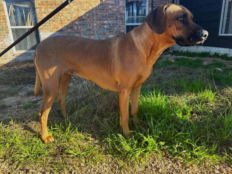 Rhodesian-Ridgeback-Austin-Ivy-dams